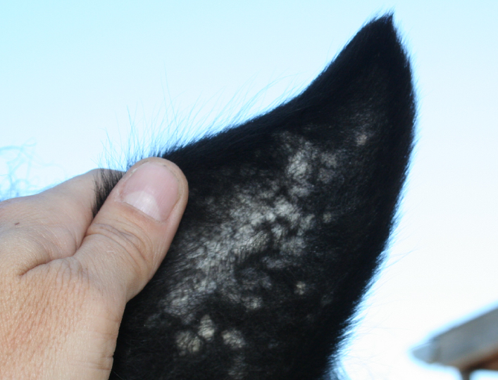 WHITE SPOTS IN THE HORSE'S EARS MYCOSIS