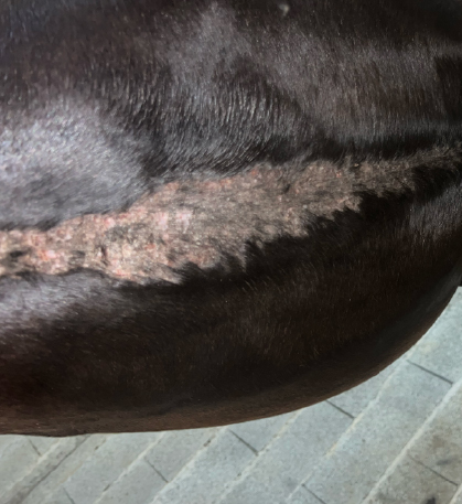 Photosensitization of the horse's belly line
