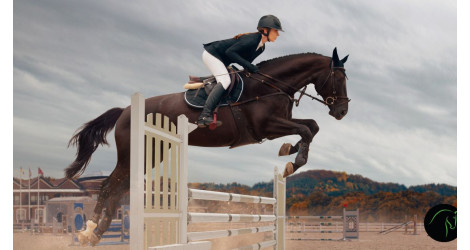 Les pathologies cutanées affectent-elles les performances sportives du cheval ?