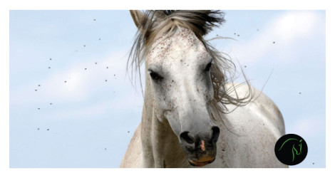 Mouches: nos chevaux sont-ils plus infestés que l'an passé ?