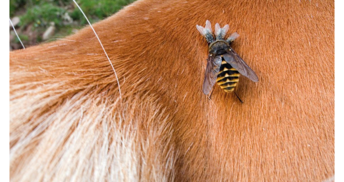 Comment choisir un anti mouche pour son cheval ?