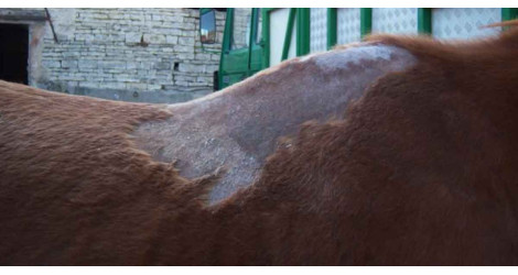 Dermatophilose du cheval